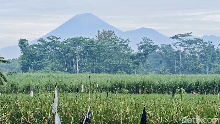 Gunung Semeru Erupsi Pagi Ini, Luncurkan Kolom Abu Vulkanik Setinggi 1 Km