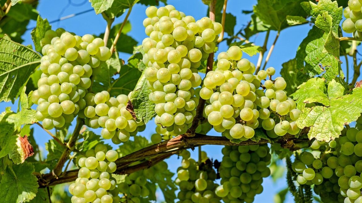 Mengenal Anggur Muscat: Varietas Anggur Tertua yang Kaya Manfaat