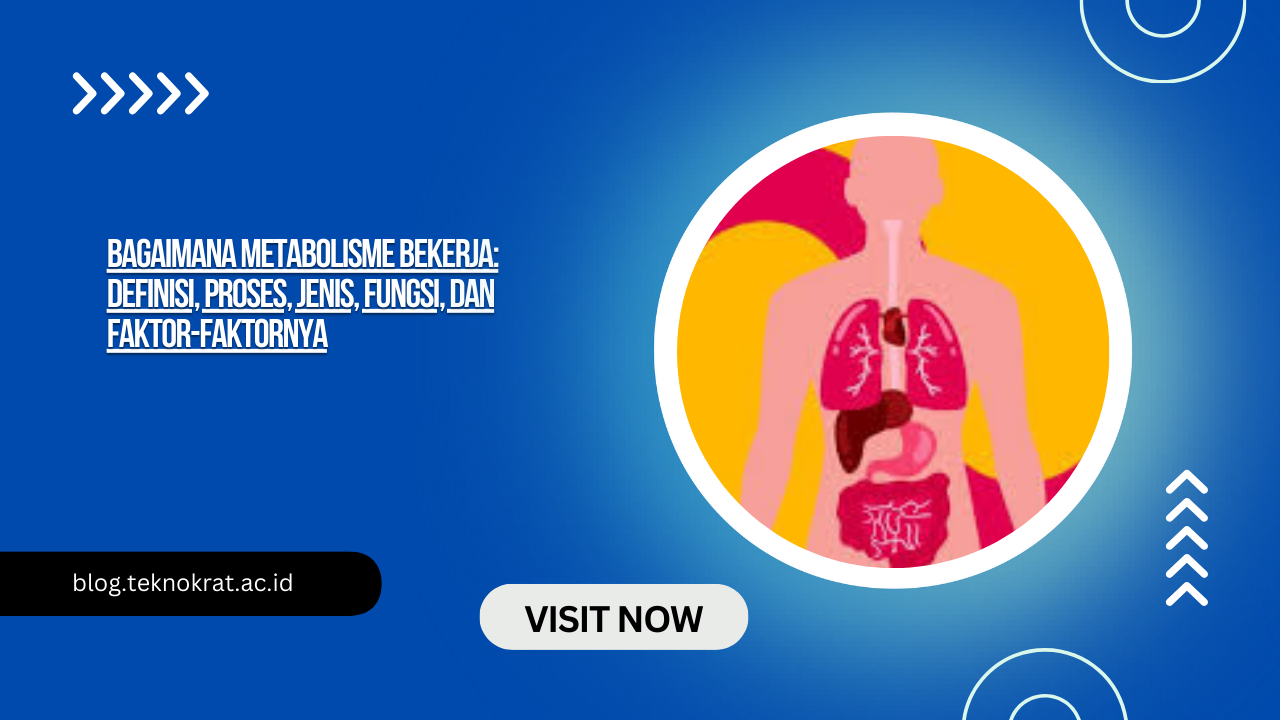 Bagaimana Metabolisme Bekerja: Definisi, Proses, Jenis, Fungsi, dan Faktor-faktornya