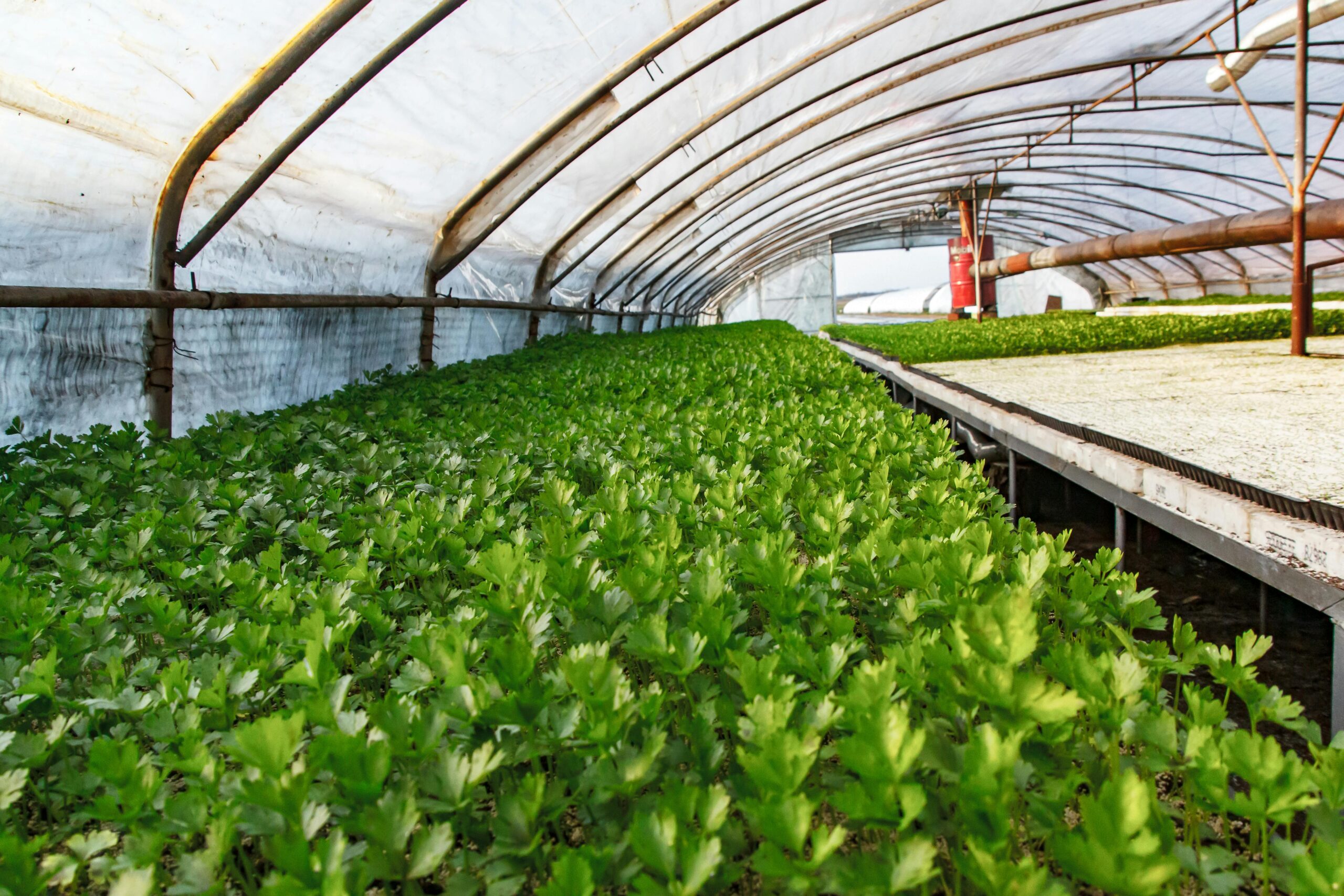 Apa yang Diharapkan dari Gelar Agribisnis: Kelebihan dan Kekurangannya