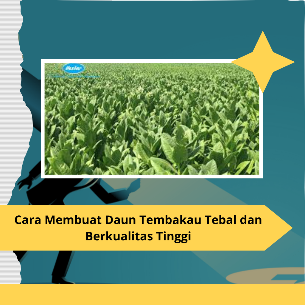 Cara Membuat Daun Tembakau Tebal dan Berkualitas Tinggi