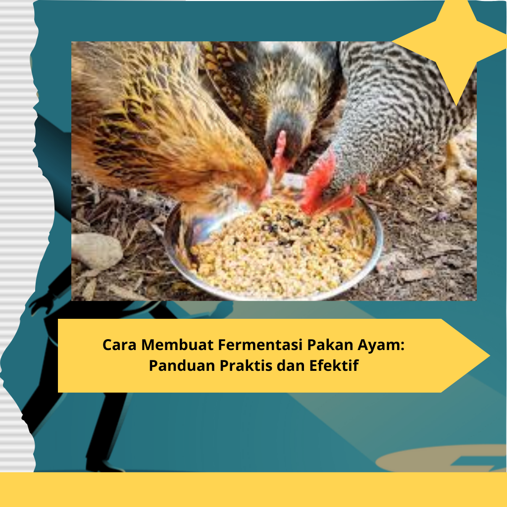 Cara Membuat Fermentasi Pakan Ayam Panduan Praktis dan Efektif