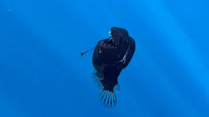 Setan Laut Hitam Muncul ke Permukaan, Pertanda Apa?