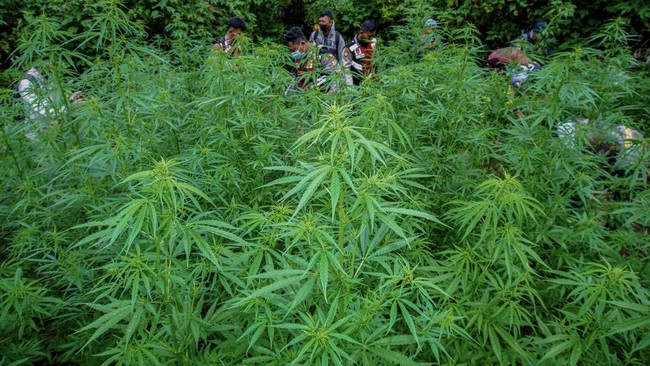 Klarifikasi TNBTS Terkait Penemuan Ganja dan Larangan Drone di Bromo-Semeru