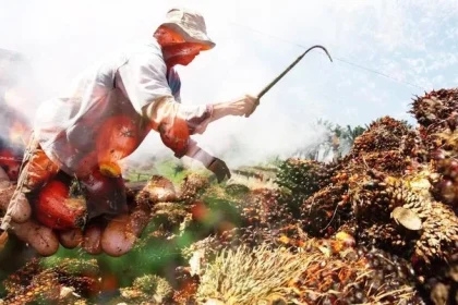El Niño: Ancaman Bagi Industri Minyak Sawit dan Pangan
