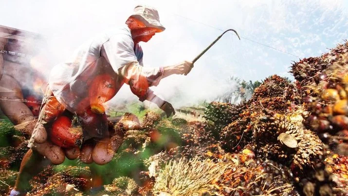 El Niño: Ancaman Bagi Industri Minyak Sawit dan Pangan