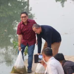Hasto Tebar 10 Ribu Ikan di Ultah ke-60, Tiru Ajaran Megawati Rawat Pertiwi