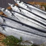 Jepang Menghadapi Tantangan Baru: Dari Penurunan Ikan Sauri hingga Ekspansi Musik Global