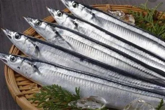 Jepang Menghadapi Tantangan Baru: Dari Penurunan Ikan Sauri hingga Ekspansi Musik Global
