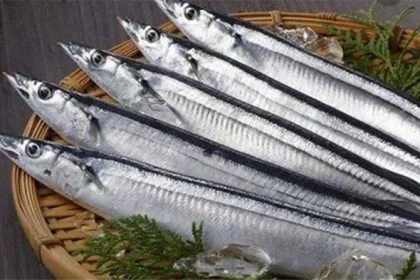 Jepang Menghadapi Tantangan Baru: Dari Penurunan Ikan Sauri hingga Ekspansi Musik Global