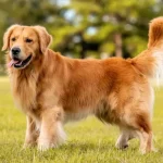 Live Sydney: Politisi Australia Berkritik Anjing di TV Langsung, Ekonomi yang Terpuruk, dan Sekolah dengan Penjaga Bersenjata