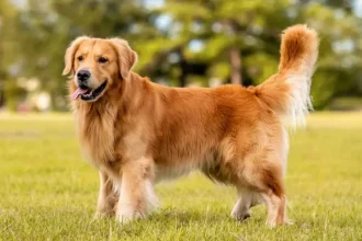 Live Sydney: Politisi Australia Berkritik Anjing di TV Langsung, Ekonomi yang Terpuruk, dan Sekolah dengan Penjaga Bersenjata