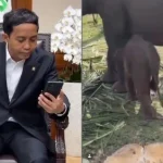 Nona Seroja, Anak Gajah Sumatra, Ditelepon Menhut Setelah Prabowo Teken Inpres Nomor 8 Tahun 2026