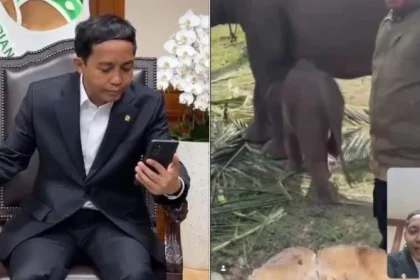 Nona Seroja, Anak Gajah Sumatra, Ditelepon Menhut Setelah Prabowo Teken Inpres Nomor 8 Tahun 2026