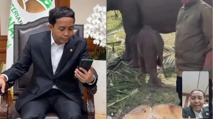 Nona Seroja, Anak Gajah Sumatra, Ditelepon Menhut Setelah Prabowo Teken Inpres Nomor 8 Tahun 2026